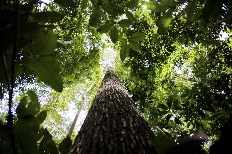 Novo governo terá desafio de garantir cumprimento das metas climáticas