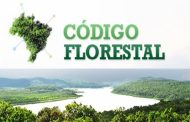 Especialistas alertam para mudanças no Código Florestal