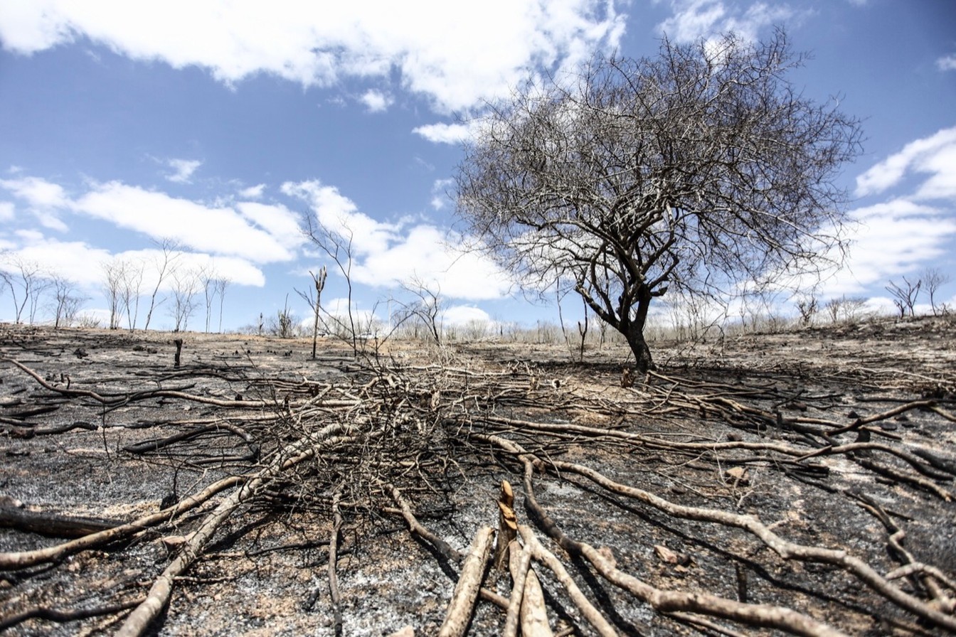 Por que pesquisadores estrangeiros estão preocupados com a conservação ambiental no Brasil?