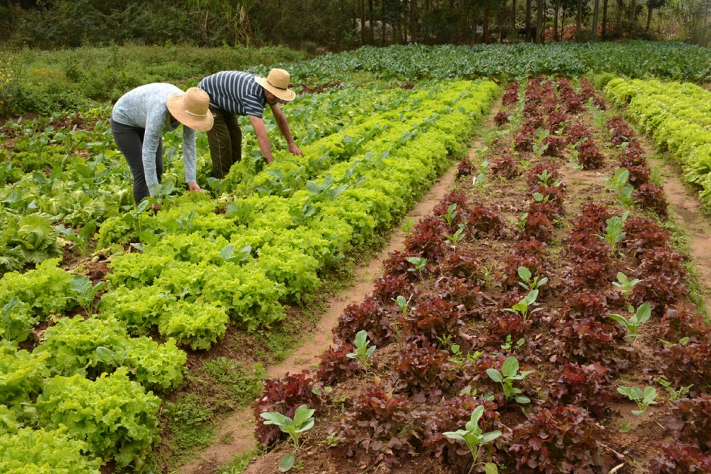 Preocupação com qualidade do alimento deve pautar agricultura no futuro