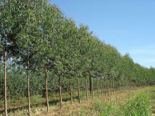 Projeto torna obrigatório destinar 5% de floresta plantada para construção civil