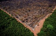 Brasil contraria tendência global e pode ter alta em emissões na pandemia