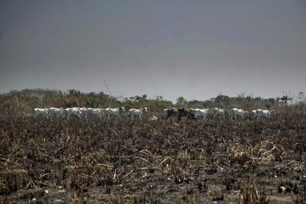 7 das 10 cidades que mais emitiram carbono no Brasil estão na Amazônia e lideram taxas de desmatamento