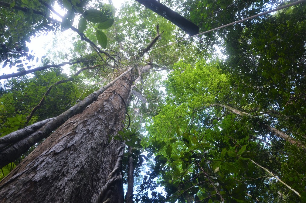 Aumento nas emissões de carbono pode reduzir em 12% volume de chuvas nos 9 países da Amazônia, diz estudo