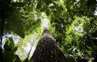 Consulta pública recebe sugestões para produção de carbono verde