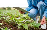 Dia do Engenheiro Agrônomo: conheça uma das profissões mais antigas do Brasil