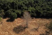 Depois da COP17, Brasil é cobrado a efetivar metas de restauração