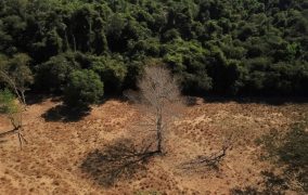 Depois da COP17, Brasil é cobrado a efetivar metas de restauração